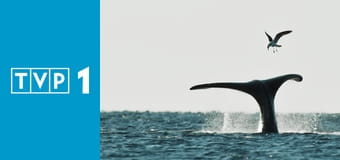 Dzika Argentyna E1 - Niebezpieczne wody