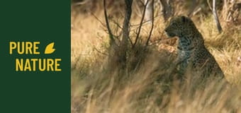 Fauna africană: Leoparzi și gheparzi - Marii prădători ai Africii
