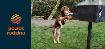 O psie, który wrócił do domu