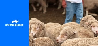 Jak to zvířata dokážou S1E18 Jak to zvířata dokážou S1E18