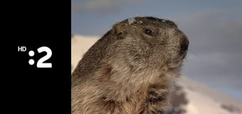 Byť tak zvieratkom E24 - Šakal