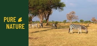 Animale africane: Zebrele și girafele din Deșertul Kalahari