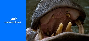 Nebezpečné územie S1E2 - Hrochy zabijaci