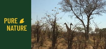 Африкански животни: Зебри и жирафи от пустинята Калахари