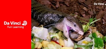 Ambasada zwierząt - Pingwin królewski