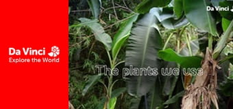 Do You Know? - Maddie, the Plants and You - The Plants We Use
