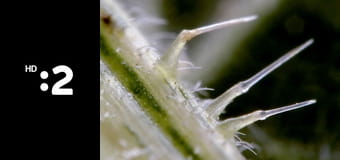 Geniálne rastliny E2 - Super stratégie