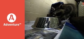 Pogotowie dzikich zwierząt E3