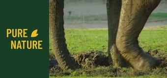 Afrykańska przyroda: Niesamowite zwierzęta