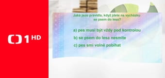 Postřehy odjinud - Káhira očima Štěpána Macháčka – Káhirský psí život