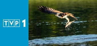 Rybołów - drapieżca znad wody