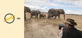 Dinasztiák - Az elefánt