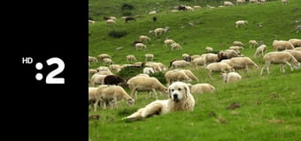 Byť tak zvieratkom E3 - Horský psík