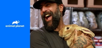 Állati hajlékok S1E4 - Fociparadicsom kutyáknak