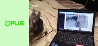 Najlepšie zvieratá na videu