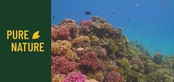 Sub Marea Roșie: O lume subacvatică incredibilă