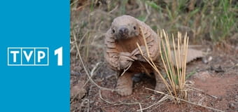 Na granicy wymarcia - łuskowiec E2