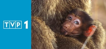 Serengeti S3E6 - Odnowa