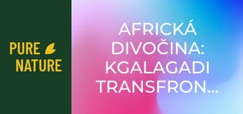 Africká divočina: Kgalagadi Transfrontier Park