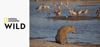 Królestwo drapieżników S1E1 - Lamparcia skała