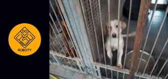 SPRAWDZIŁEM JAK WYGLĄDA PRACA W SCHRONISKU