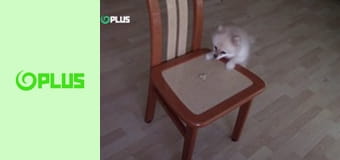 Najlepšie zvieratá na videu