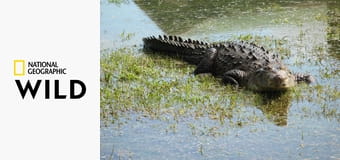 Najgroźniejsze zwierzęta świata E8 - Królowie północy