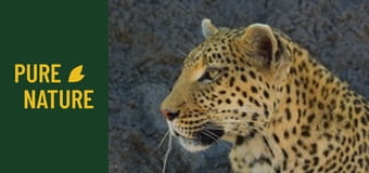 Fauna africană: Leoparzi și gheparzi - Marii prădători ai Africii