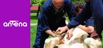 Niezwykły dr Pol S1E4 - Odwiedziny z Los Angeles