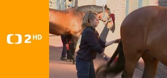 Všichni královnini koně E2