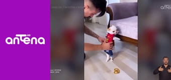 Zakręcone stworzonka z Internetu S1E3