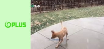 Najlepšie zvieratá na videu