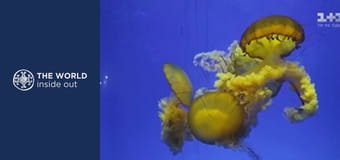 Лов на медузи и как китайците ги приготвят. Китай.