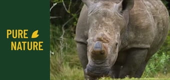 Fauna africană: Rinoceri și hipopotami