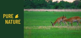Az Okavango-delta területének egyedülálló élővilága, Botswana