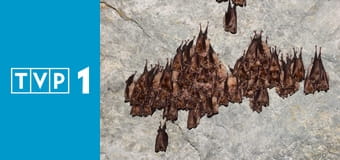 Świat dzikiej przyrody E1 - Nietoperz. Strażnik lasu