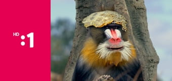 Čudná príroda S1E6