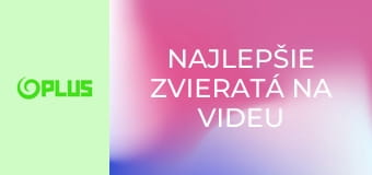 Najlepšie zvieratá na videu