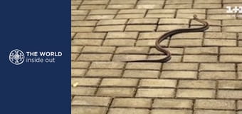 The Panda: China’s greatest treasure. Life in a mountain village. China.