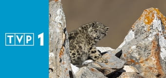 Lodowe królestwo pantery śnieżnej Lodowe królestwo pantery śnieżnej