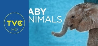 Najsłodsze zwierzątka S1E8