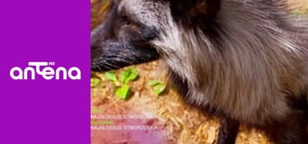 Najsłodsze zwierzątka S1E18