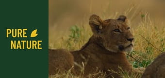 Дивите животни на Африка: Лъвове