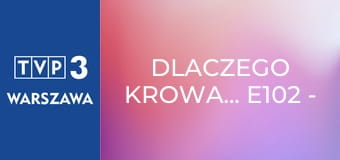 Dlaczego krowa... E102 - Pingwiny