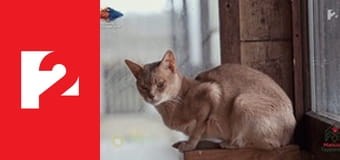 Mancsok és Tappancsok  S2E3 - Episode 3