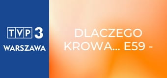 Dlaczego krowa... E59 - Zające