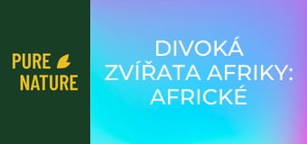 Divoká zvířata Afriky: Africké antilopy