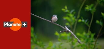 Zwierzęta Wajraka S3E8 - Piękne sarny