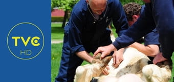 Niezwykły dr Pol S2E5 - Groźne tornado