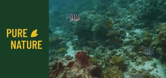 Sub Marea Roșie: O lume subacvatică incredibilă